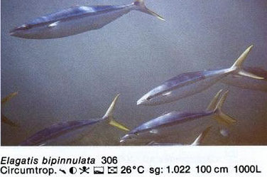 Elagatis bipinnulata